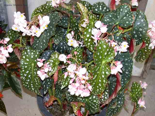 B. ‘Michaela Jane’